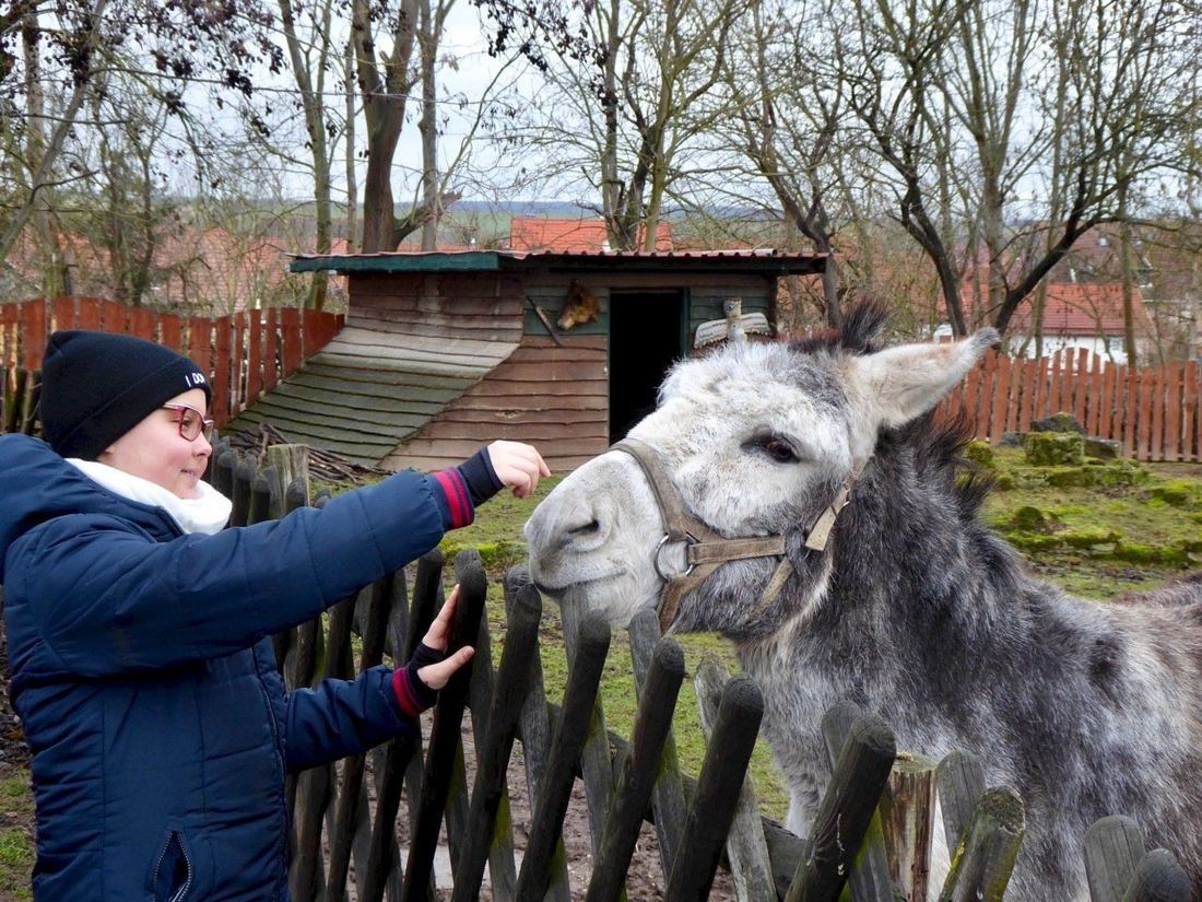 Eine Besucherin füttert einen Esel über den Zaun