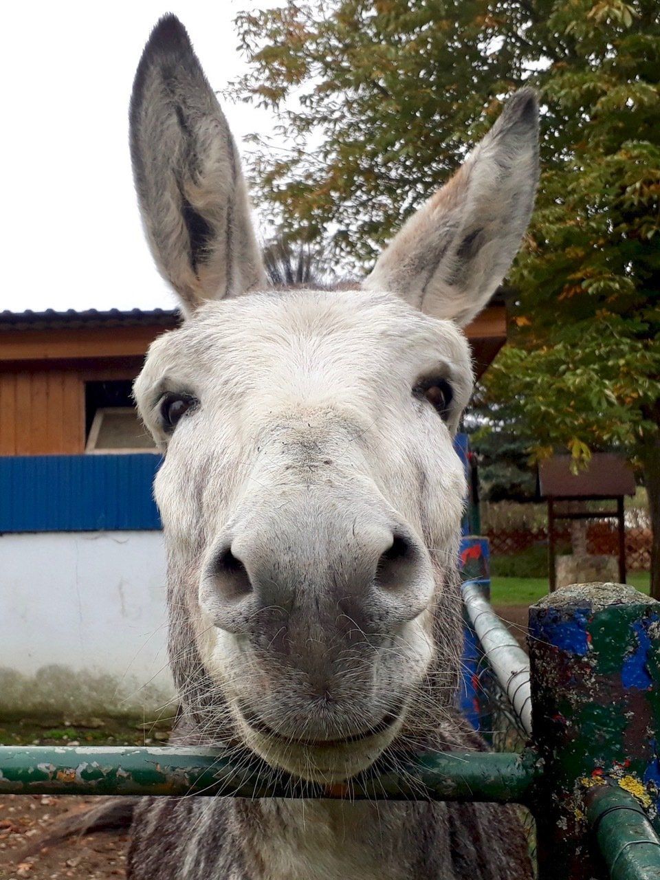 Ein Esel im Tierpark schaut über den Zaun direkt in die Kamera