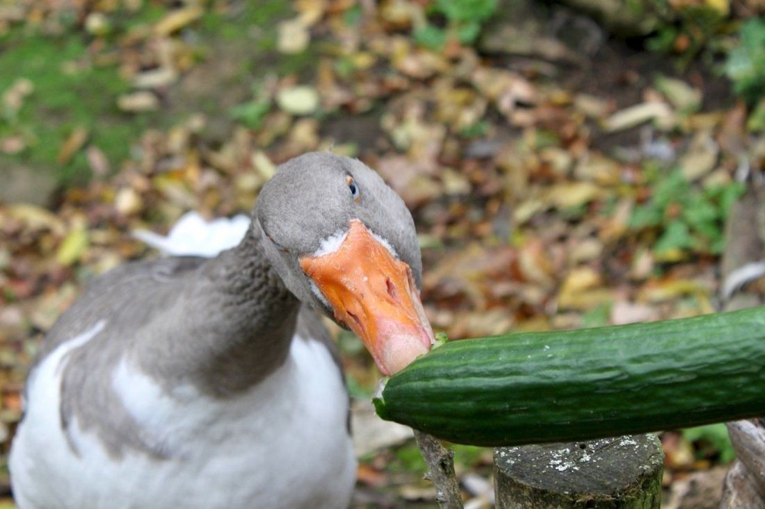 Gans frisst eine Gurke