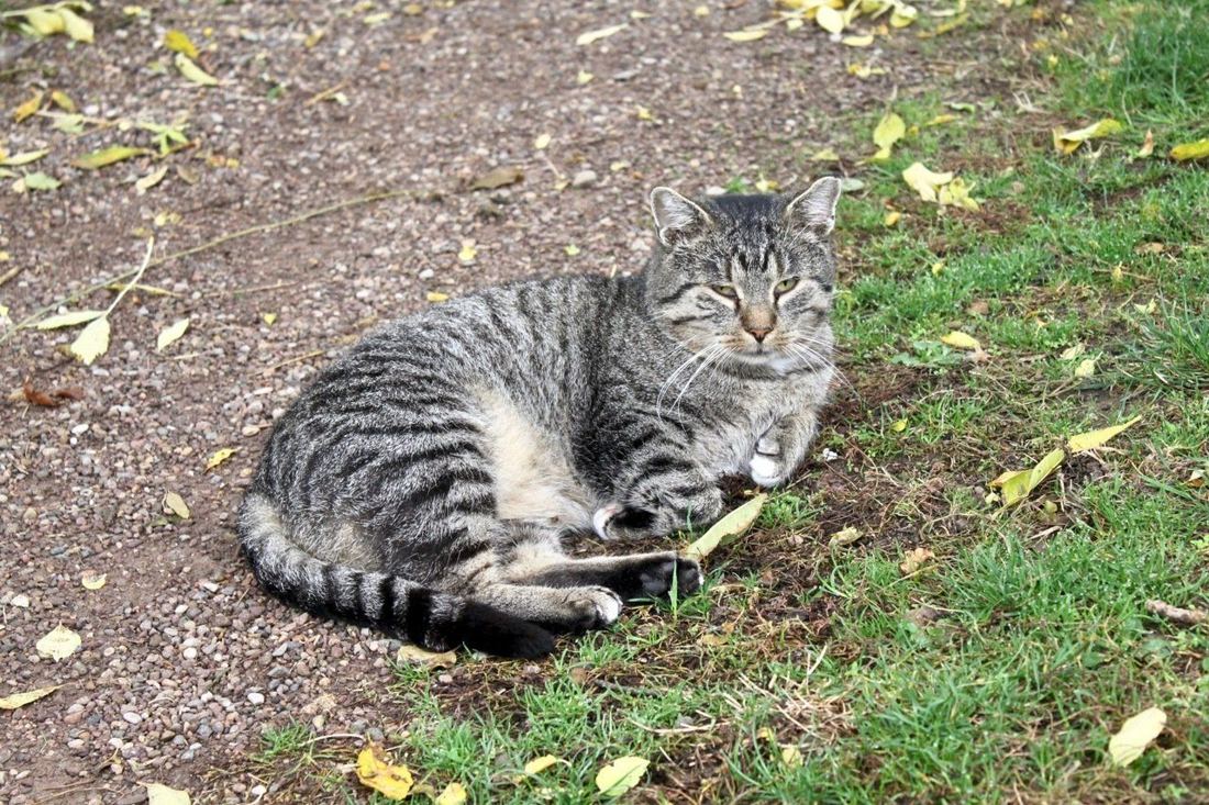Katze auf der Wiese