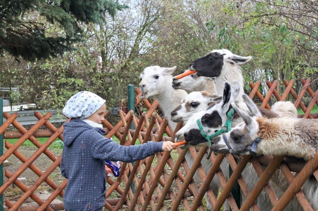 Ein Kind füttert Gänse und Enten am Zaun