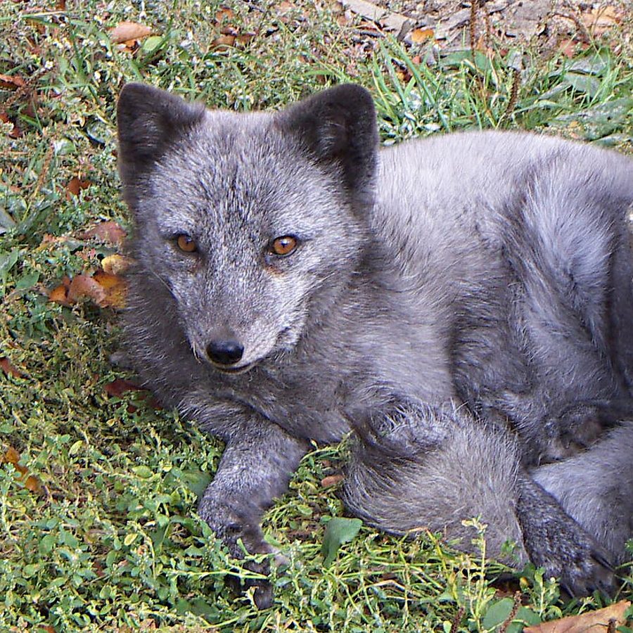 Polarfuchs im Sommerfell liegt im Gras