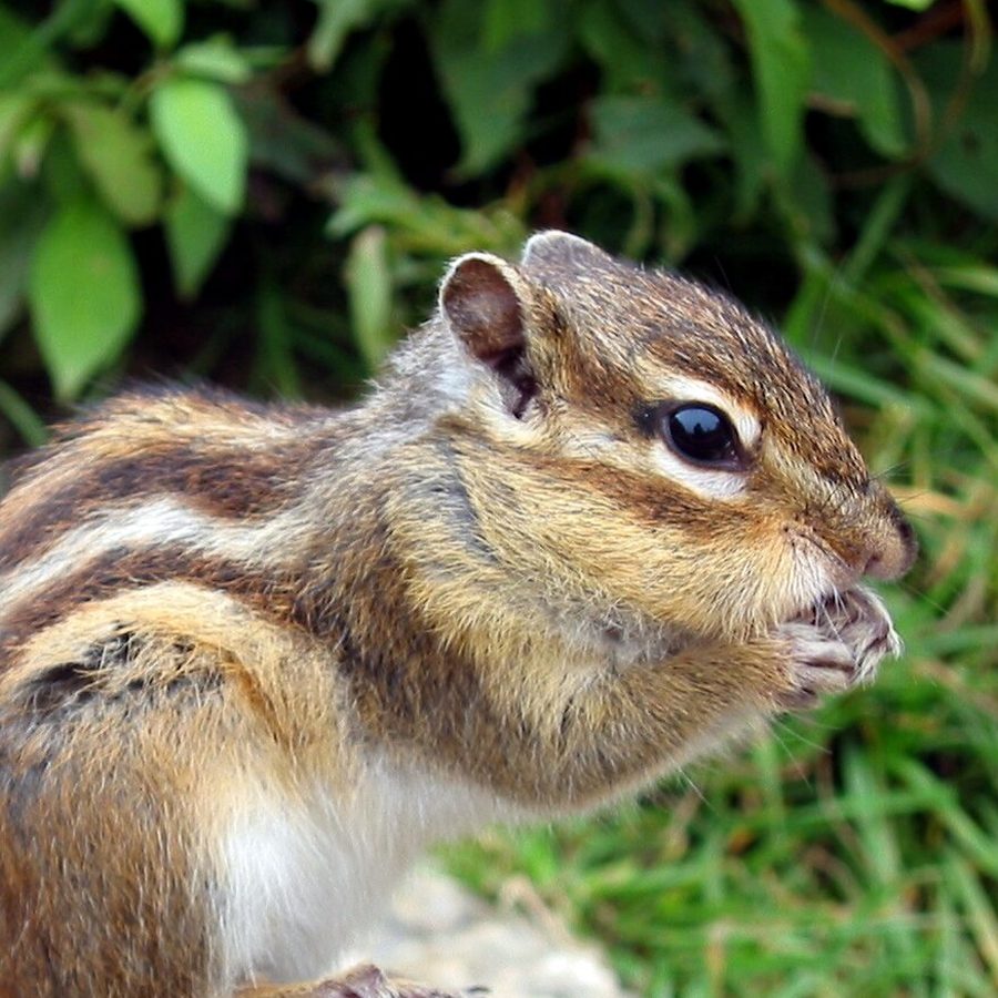Streifenhörnchen sitzt auf einem Stein