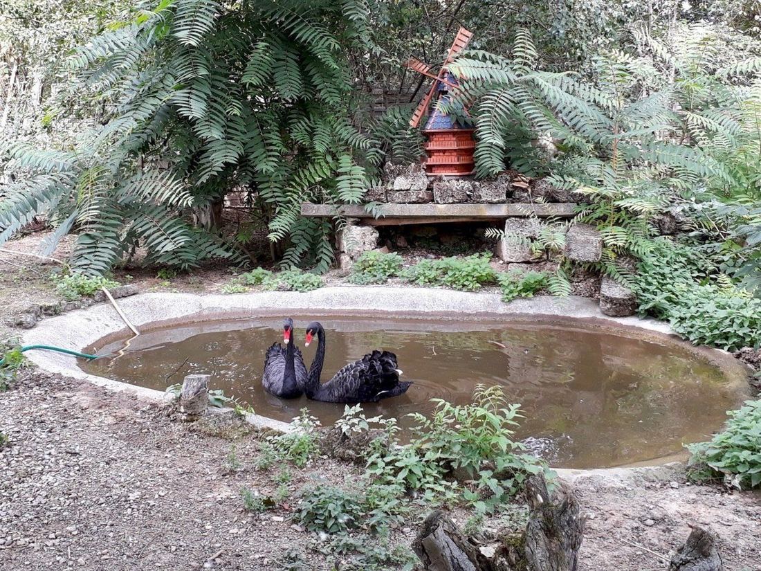 Teich mit Wassergeflügel