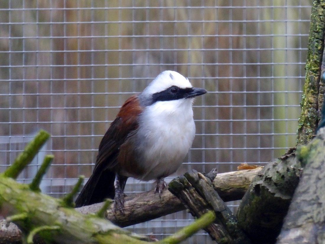 Ziervogel in der Voliere